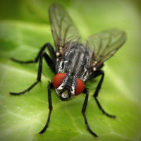 /album/consuma-ceai-verde/photolia-a01-jpg/