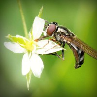 /album/consuma-ceai-verde/photolia-a02-jpg/
