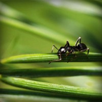 /album/consuma-ceai-verde/photolia-a05-jpg/