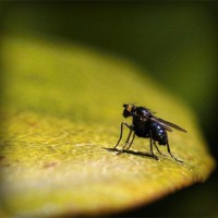 /album/consuma-ceai-verde/photolia-a07-jpg/