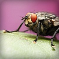 /album/consuma-ceai-verde/photolia-a08-jpg/